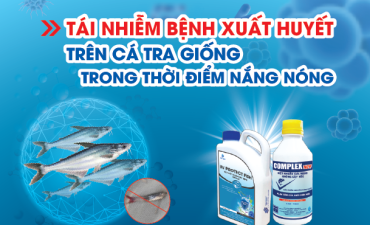 Tái nhiễm bệnh xuất huyết trên Cá Tra Giống trong thời điểm nắng nóng