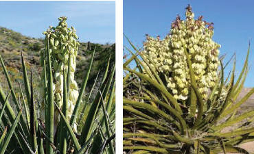 Sử dụng chất chiết từ cây Yucca trong nuôi trồng thủy sản